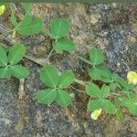 Arachis hypogaea 葉