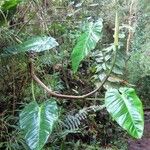 Philodendron ornatum Hoja