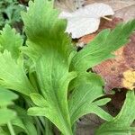 Papaver croceum برگ