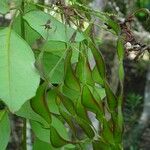 Arthroclianthus macrobotryosus Fruit