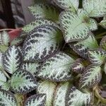 Episcia cupreataHábito