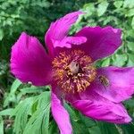 Paeonia masculaKukka