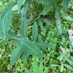 Apocynum cannabinum Leaf