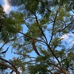 Delonix regia Fruit