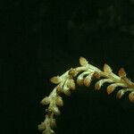 Prescottia stachyodes Flor