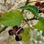 Solanum villosum फल