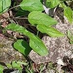 Campanula speciosa Leaf