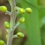 Fumaria densiflora Fruit