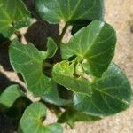 Calystegia soldanella Leaf