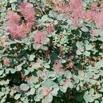 Cotinus coggygria Leaf