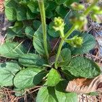 Salvia lyrataFeuille