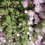 Mesembryanthemum nodiflorum Flower