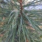 Pinus gerardiana
