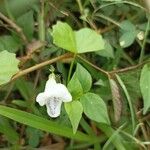 Asystasia intrusa Kwiat