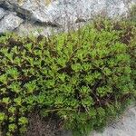 Saxifraga trifurcata Blatt