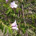 Cryptostegia madagascariensis 葉