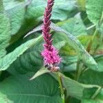 Bistorta amplexicaulis Floare