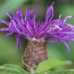 Centaurea decipiens Blomst