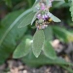 Stachys germanica पत्ता