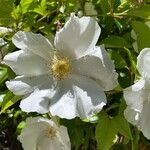 Rosa laevigata Flower
