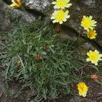 Hypochaeris robertia Hábito