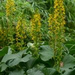 Ligularia veitchiana Flower