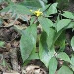 Barleria oenotheroides Pokrój