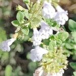 Clinopodium nepetaFlower