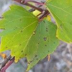 Vitis rupestris Leaf