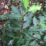 Ilex aquifolium Feuille