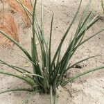 Plantago crassifolia Hábito