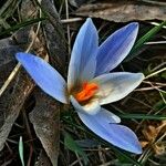 Crocus biflorus Květ