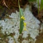 Pleurothallis pruinosa 花
