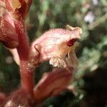 Orobanche alba Flor