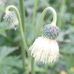 Cirsium erisithales Цвят