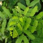 Mimosa quadrivalvis Blatt