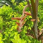 Heliconia vellerigera Flor