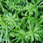 Galium aparineYaprak