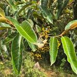 Harungana madagascariensis Hoja