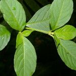 Alternanthera lanceolata Fuelha