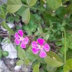 Saponaria calabrica Flower