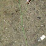 Limonium legrandii Other