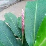 Alpinia purpurata Blüte