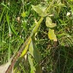 Erigeron annuus Leaf