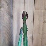 Euphorbia trigona Hoja