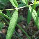 Vicia bithynica Φύλλο