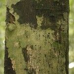 Oxandra asbeckii Corteza