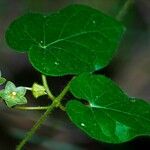 Matelea reticulata Plante entière