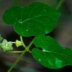 Matelea reticulata Celota