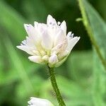 Persicaria chinensis Flower